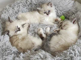 GCCF Registered Ragdoll kitten available for sale