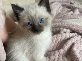 Siamese Kitten from Gorgeous Fluffy Mum - Ready Soon!
