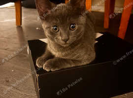 Cute grey kitten ready to find a new home