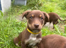 Australian Kelpie Puppies
