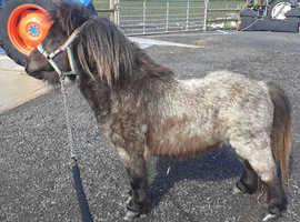 Miniature shetland stallion