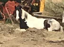 Show jumping pony