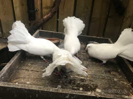 Free 4 x White Fan Tail Doves