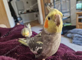 3 year old Cockatiel Siblings Coco & Sunny with full setup