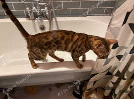 2 year old bengal female