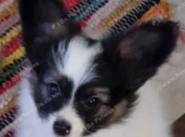 Papillons Puppies and Dogs for sale in Angus Freeads