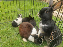 Dutch rabbit for sale best sale near me