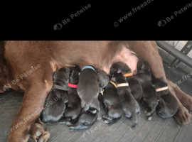 Stunning Labrador Puppies