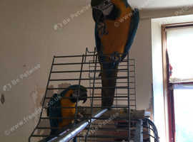 Macaw blue gold 2 available