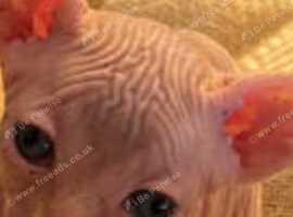 Kitten for sale