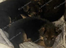 Porth kennels outlet puppies