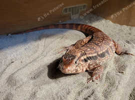 Reptile Rescue Tegu Wanted