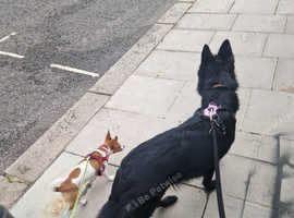 1 year Belgian shepherd