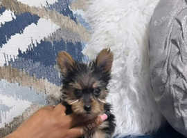 My 10 weeks old remaining Yorkie girl puppy