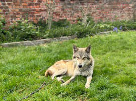 High content Wolfdog / cane corso puppies