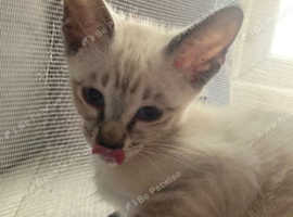 Beautiful siamese crossed oriental kittens