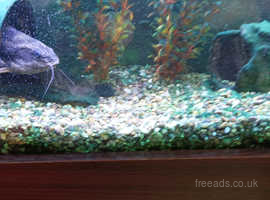 2 x 12 Inch long female Raphael catfish for rehoming asap £80 in plymouth st budeaux area