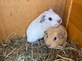 Baby Californian Chocolate point Guinea Pigs