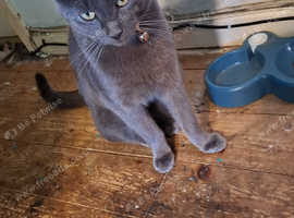Beautiful grey cat