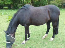 IRISH SPORTS HORSE