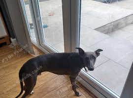 KC whippet