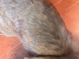 Boy rabbit