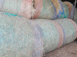 2025 first cut Coastal/Alfalfa an Timothy hay for sale