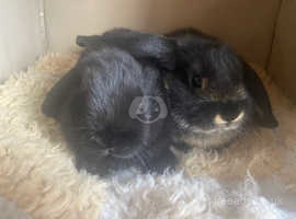 Mini lop rabbits