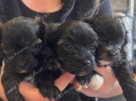 Maltipoo Asian tiny babies