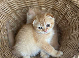 Scottish fold and straight kittens