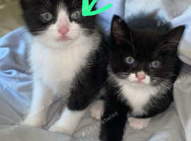 Kittens