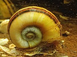 Giant Columbian Ramshorn snails.