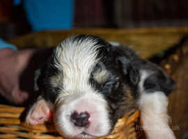 Australian shepherd sales puppies kc