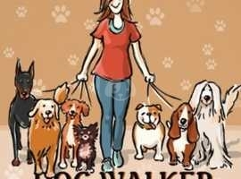 Experienced dog walker, Lisburn area