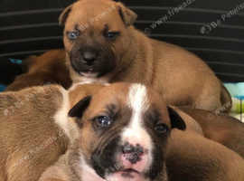 Red Staffordshire bull terrier puppies