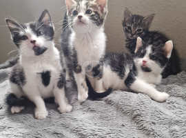 Mix breed kittens 1 girl 2 boys