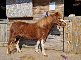 Welsh Section A Mare