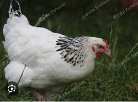 Point of Lay Hens For Sale
