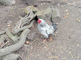 Silver Lace Wyandotte cockerels for sale