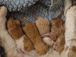 British shorthair kittens ready now