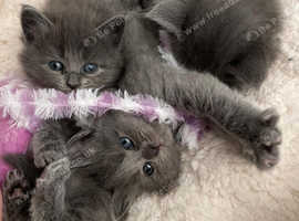Half Ragdoll kittens