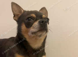 Adult Chihuahua blue and tan boy