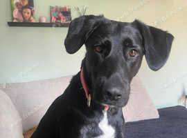 German shepherd cross springer 3.5 years old to rehome
