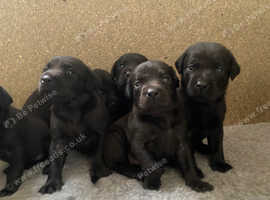 Black labs 2024 for sale