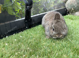 Agouti netherland dwarf baby rabbits for sale