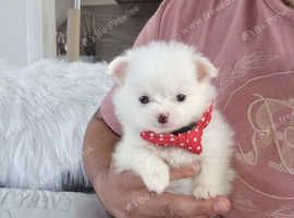 Pomeranian  teddy bear  2 female 7 weeks old