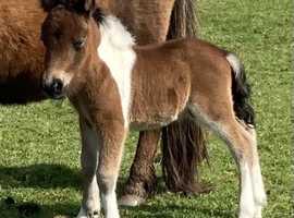 Registered miniature Colt