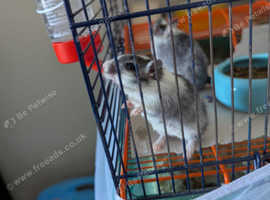 Pair of female gerbils