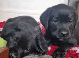 Cross breed puppies free to best sale good home