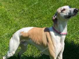 STUNNING BOY WHIPPET